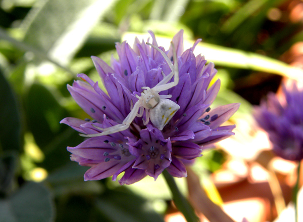 Thomisus onustus